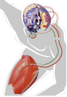 Posturomed